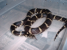 female locality Jasper county chain