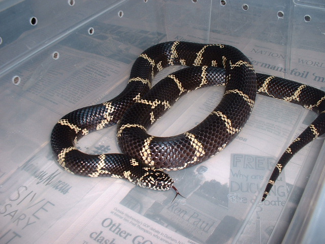 female locality Jasper county chain