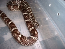 female outer banks