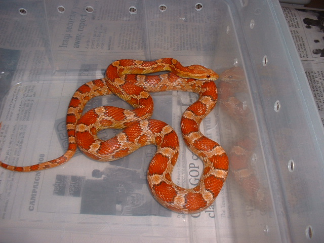 female ultramel