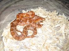 Copper? / Chestnut AKA Kistanie Corn