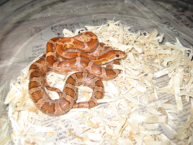 Copper? / Chestnut AKA Kistanie Corn
