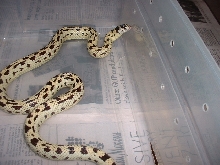 ("leopard") bannana Cal