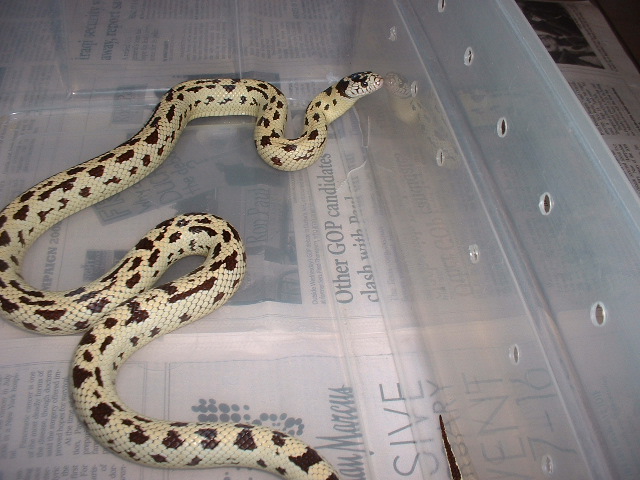 ("leopard") bannana Cal