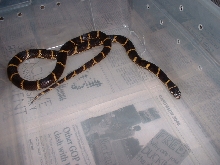 male locality Jasper county chain