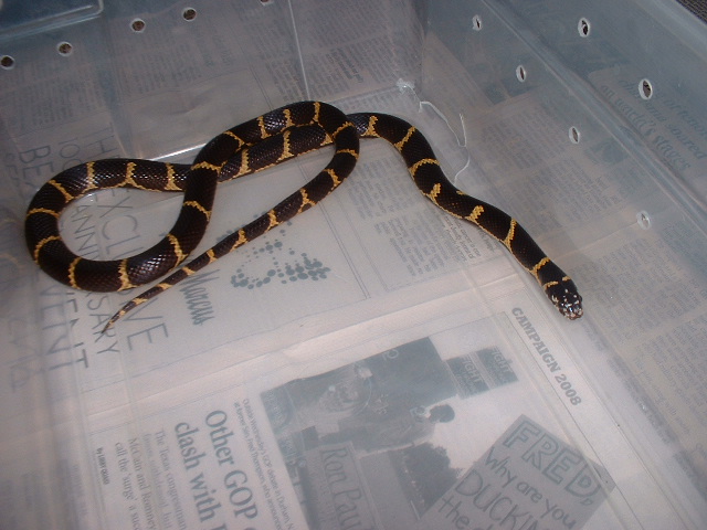 male locality Jasper county chain