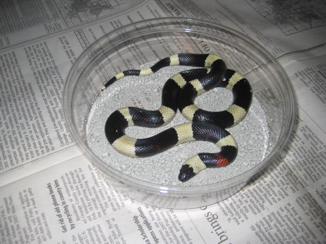 bi-color pueb