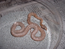 yearling hypo bairdi