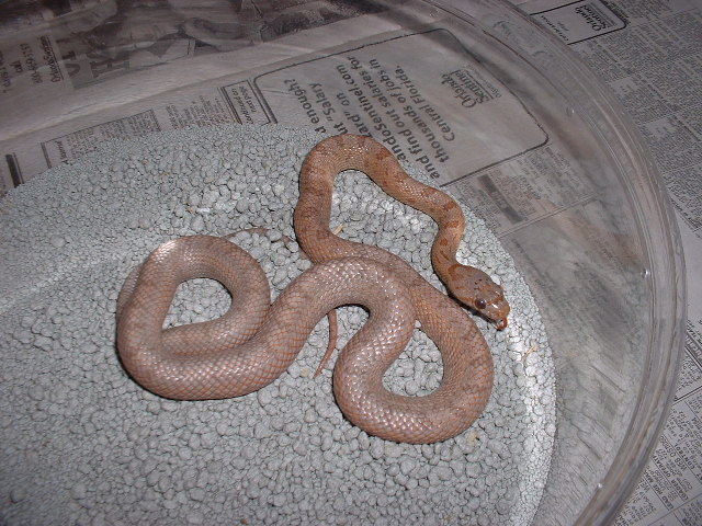yearling hypo bairdi