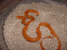 yearling hypo everglades