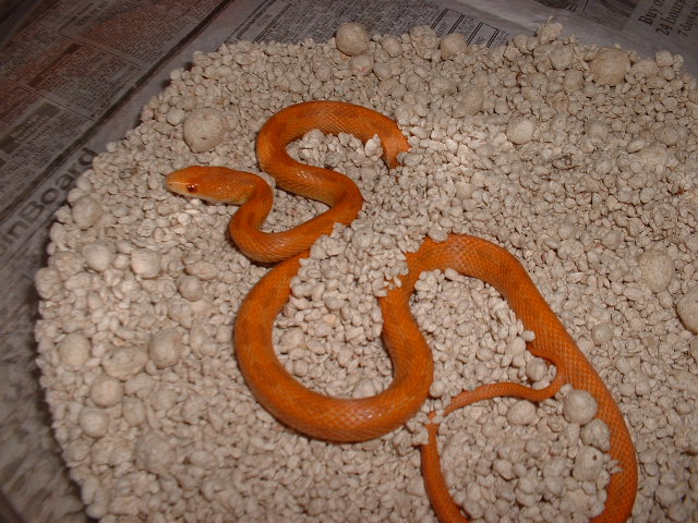 yearling hypo everglades