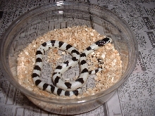 newborn mojave Cal