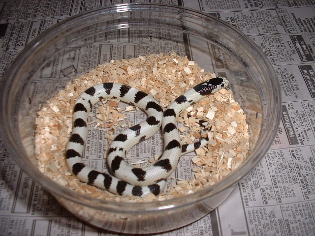 newborn mojave Cal
