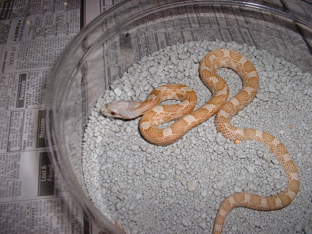 hypo texas rat