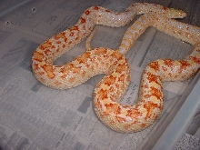 2 yr old Albino affinis