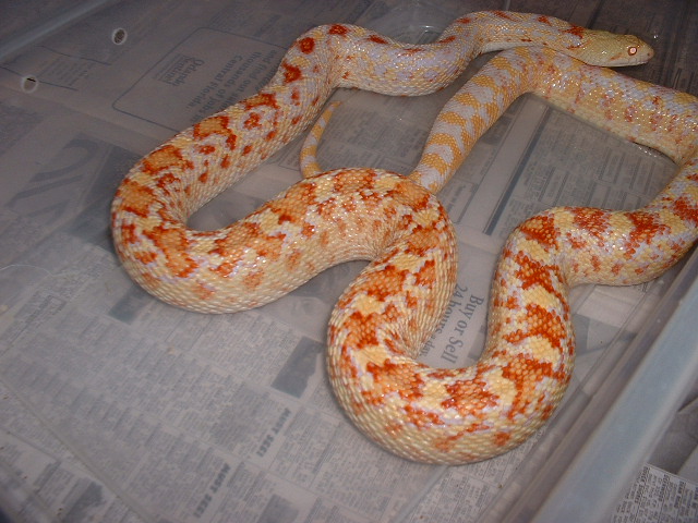 2 yr old Albino affinis