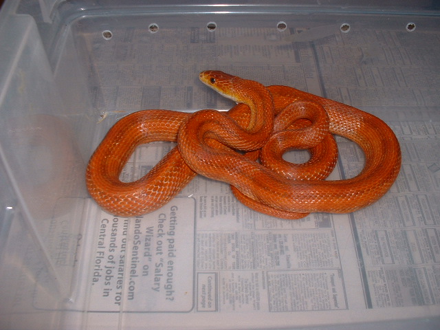 adult male Everglades