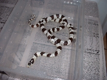 13 yr old mojave Cal