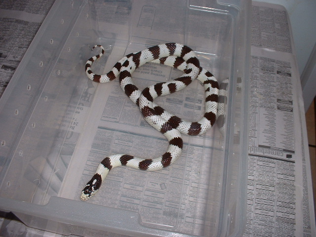 13 yr old mojave Cal
