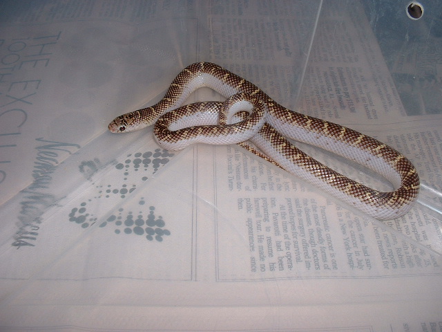 white-sided brooks