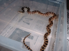 yearling kankakee