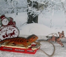 Sleigh Rides