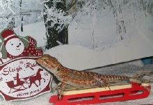 Red Leather Christmas