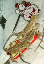 Stop hogging the sled!