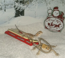 Onward Pranc..er...err.you dragon you.. ;)