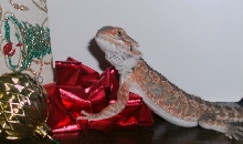 Red Bow's for Red Beardie