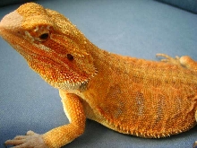 Red Leatherback Update