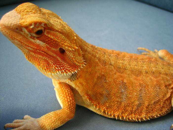 Red Leatherback Update