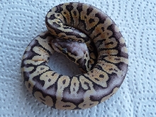 What Kind of Morph are this