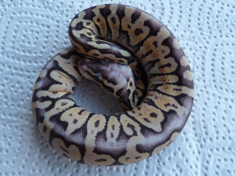 What Kind of Morph are this