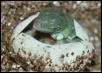 iguana hatching