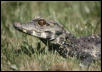 Osteolaemus tetrispis