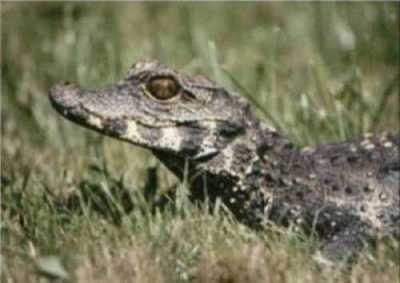 Osteolaemus tetrispis