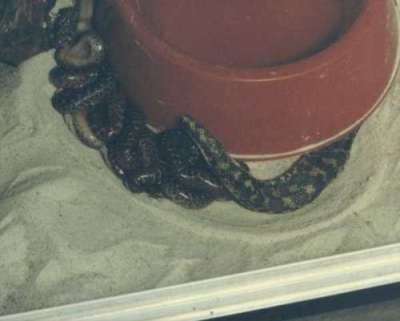 Eryx jaculus turcicus