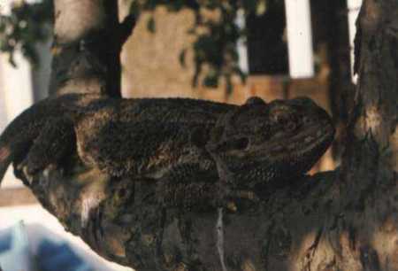 Bearded Dragon