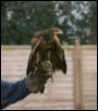 Harris hawk