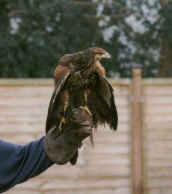 Harris hawk