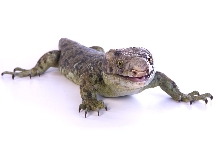 Irwin