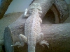 Male Leucistic