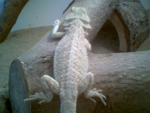 Male Leucistic