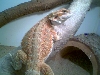Fiery red hypo