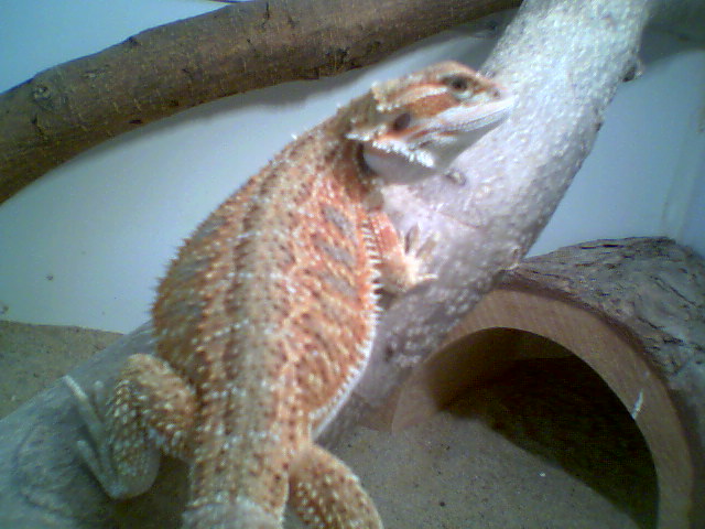 Fiery red hypo