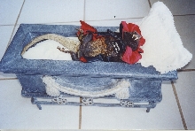 Count Chuckula in coffin