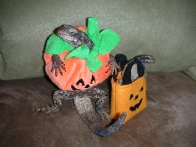 Halloween 2011