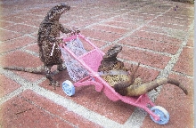 Out for a stroll
