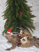 Pony for Christmas